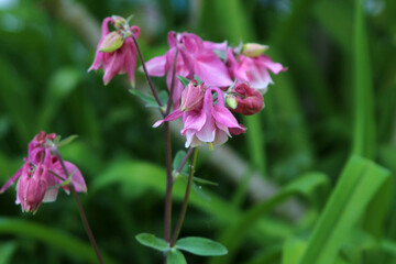 Pink columbine flower (Aquilegia) among bright green foliage in spring