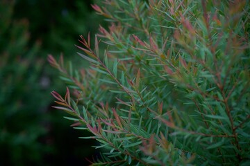 close up of pine needles