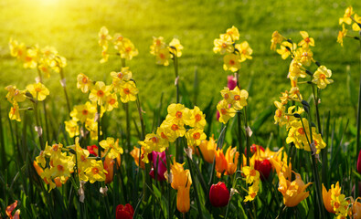 Yellow nacrissus and  tulips  flowers on the green grass