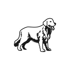 vector of golden retriever dog on white background. use for mascot or logo
