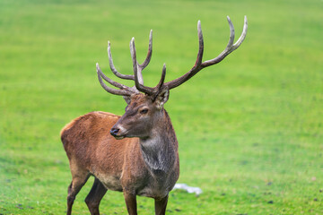 Hirsch - Rothirsch - Allgäu - Wild - Geweih 