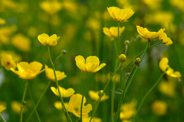 Wild yellow flower on the field