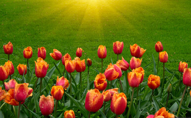 Fototapety na wymiar - Fototapeta24.pl