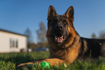 german shepherd dog on grass with ball