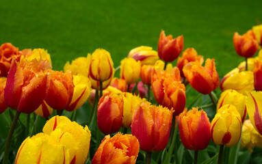 Tulips flowers blooming in the spring