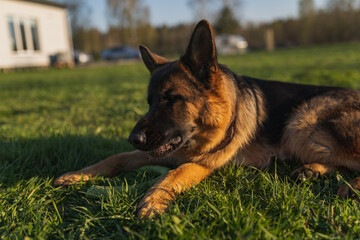 german shepherd puppy