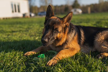 german shepherd dog on grass with ball