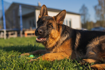 german shepherd dog on grass with ball