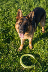 german shepherd dog on grass