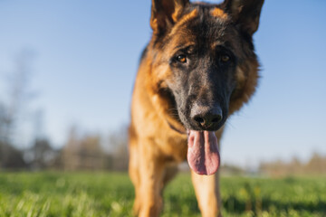 german shepherd dog on grass