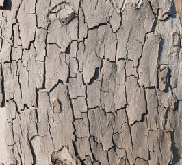 close-up of the variegated and beautiful bark of a plane tree
