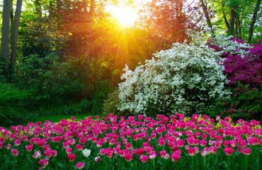 Obraz premium Spring flower park in the sunlight