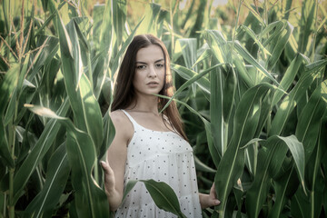 Young beautiful woman in white dress in corn field.