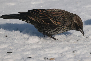 Red Winged blackbirds, females and males back two months early due to mild temperatures
