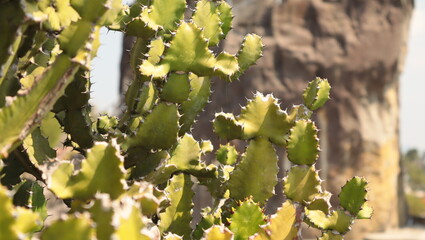 photo of a cactus with a rocky hill in the background