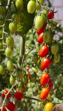 Close-up of cherry tomatoes in a greenhouse 