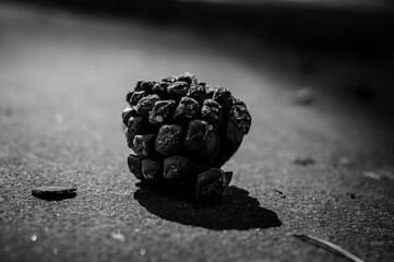 Pine cone