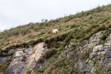 Fototapeta na wymiar Wild sheep on a hill. Basque Country.