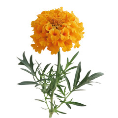 Tagetes minuta flower, yellow marigolds flowers isolated on transparent png.