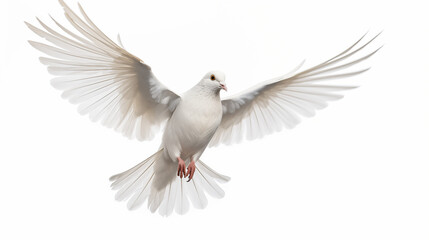 free flying white dove isolated on a white background - 742893746