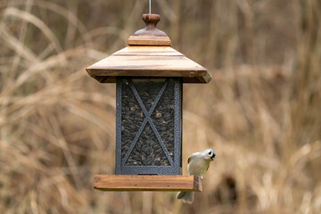 Tufted Titmouse Grabbing a Bite to Eat from the Bird Feeder