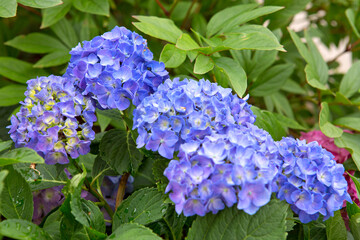 Beautiful blue hydrangea flowers in the garden