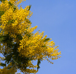 a tree with yellow flowers against a blue sky