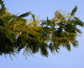 a tree with yellow flowers against a blue sky