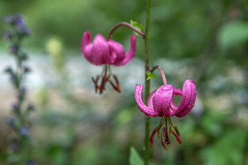 Lis martagon  dans les alpages de Molines en Champsaur , Hautes Alpes , France