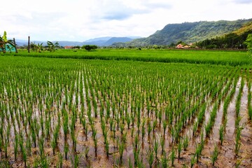 Fototapeta na wymiar Young rice plants growing on watery land in rural farm with sky and mountains background.