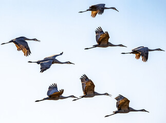 Sandhill Crane Flock at Hiwassee Sandhill Crane Sanctuary in Birchwood Tennessee.