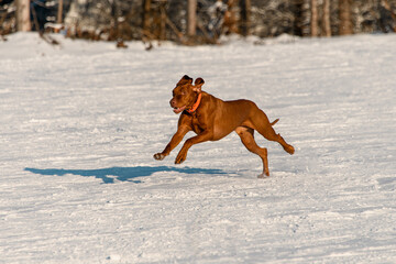 Muscular brown dog running through the snow towards the camera on a sunny winter day