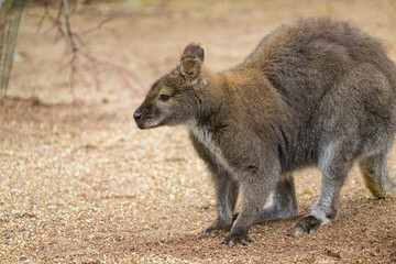 Portrait of a red necked wallaby in a zoo