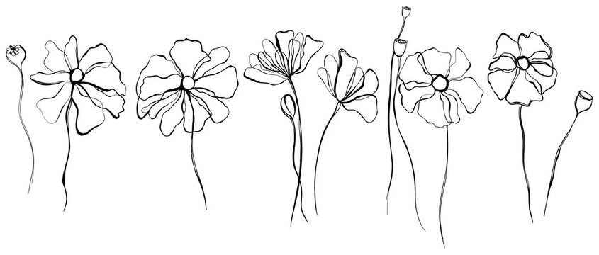 Poppy flowers abstract illustration collection. Wildflowers for background botanical art. Simple minimalist art set.