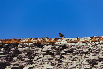 bird on the roof