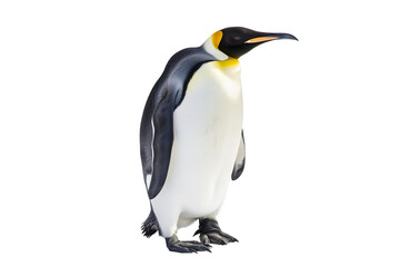 Penguin standing isolated on white