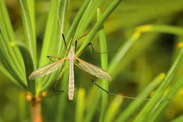 European crane fly from above