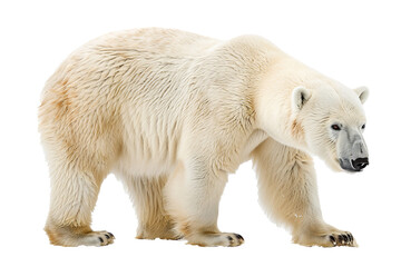 Polar bear isolated on a white - obrazy, fototapety, plakaty