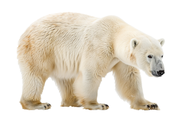 Polar bear isolated on a white