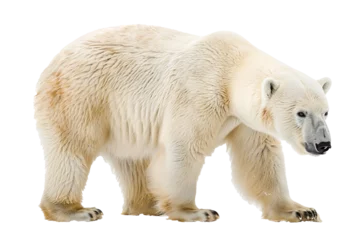 Fotobehang Polar bear isolated on a white © KP