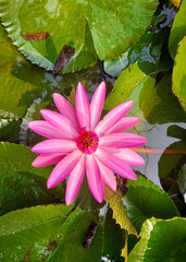 Top view of a pink lotus with green flat leaves floating in still water