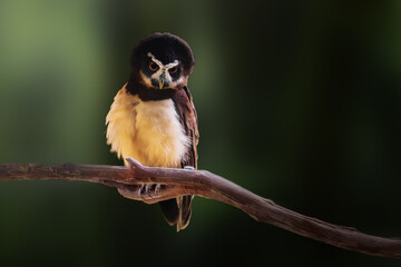 Spectacled Owl (Pulsatrix perspicillata) - Bird of Prey