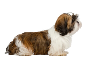 Naklejka na ściany i meble Shih Tzu dog and Cavalier King Charles Spaniel in studio portrait, isolated on white background Cute puppy with furry white fur, adorable pet breed
