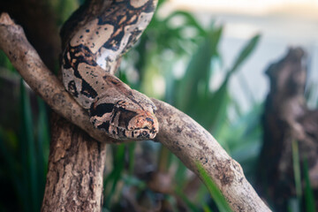 Red Tail Boa snake (Boa constrictor constrictor) - obrazy, fototapety, plakaty