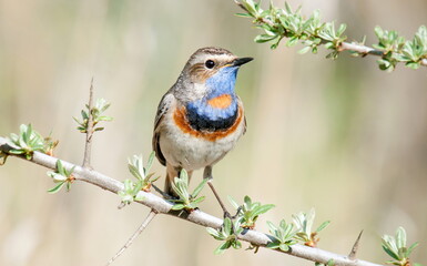 robin on a branch