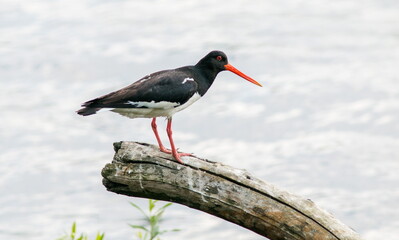 red stork