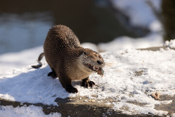 Loutre de rivière ( Norther river Otter), mange du poisson, horizontal