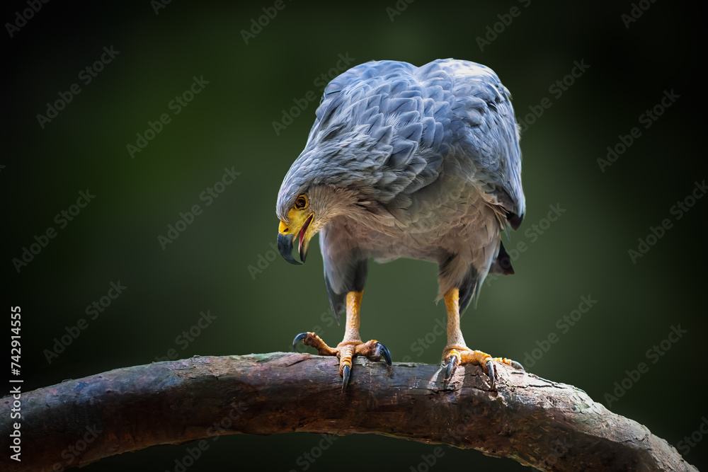 Wall mural Chaco Eagle (Buteogallus coronatus) - Bird of Prey