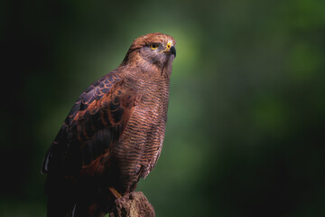 Savanna Hawk (Heterospizias meridionalis) - Bird of Prey