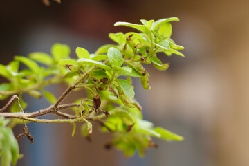 The verdant green leaves of a tree, basking in the sunlight and adding to the beauty of nature's canopy